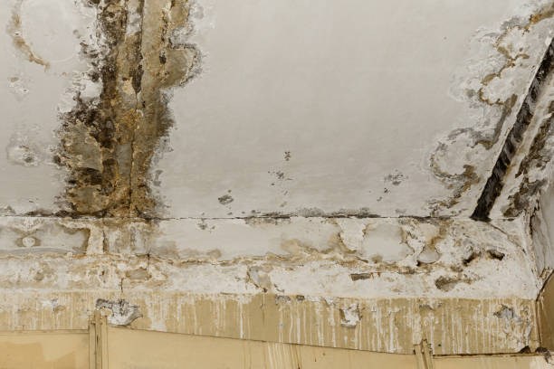 Best Mold Damage Restoration  in Unionville, GA