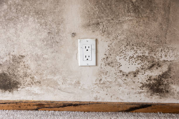 Best Air Quality Testing for Mold Spores  in Unionville, GA
