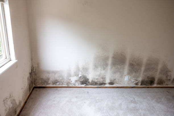 Best Mold Removal for HVAC Installations  in Unionville, GA