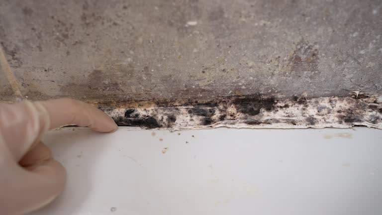 Best Comprehensive Air Testing for Mold Contaminants  in Unionville, GA